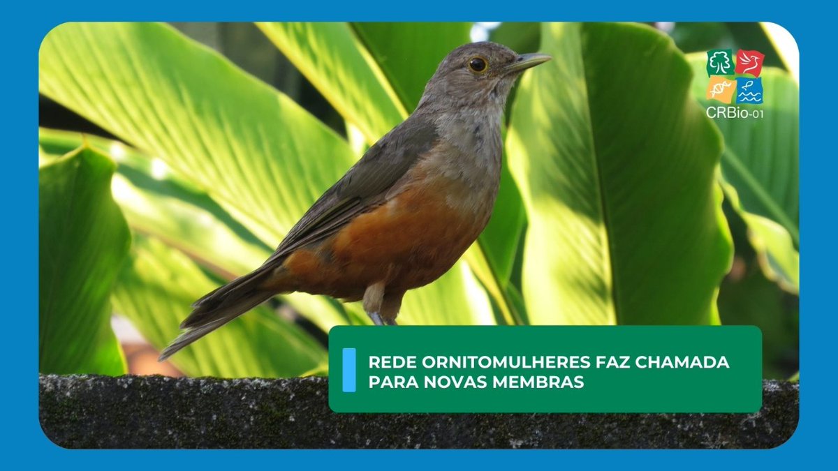 CRBio01's tweet photo. A Rede OrnitoMulheres, coletivo feminino de Ornitologia, realiza chamada para novas membras que desejem integrar o grupo.
Saiba mais no portal do #CRBio01: https://t.co/0uFhJ9M7M8 https://t.co/6wmyPqjqS3