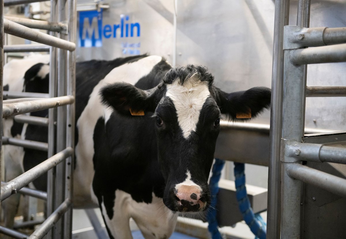 FullwoodPackoGr's tweet photo. Cows love #milkingwithm2erlin💙
🐮 Positive association means she wants to return every time
🐮 Keeps her relaxed and productive reducing sickness and stress rates
🐮The airy crate creates a calm milking environment increasing her yield and productivity

https://t.co/Nmv0OdBu32 https://t.co/VIbkKjFME4