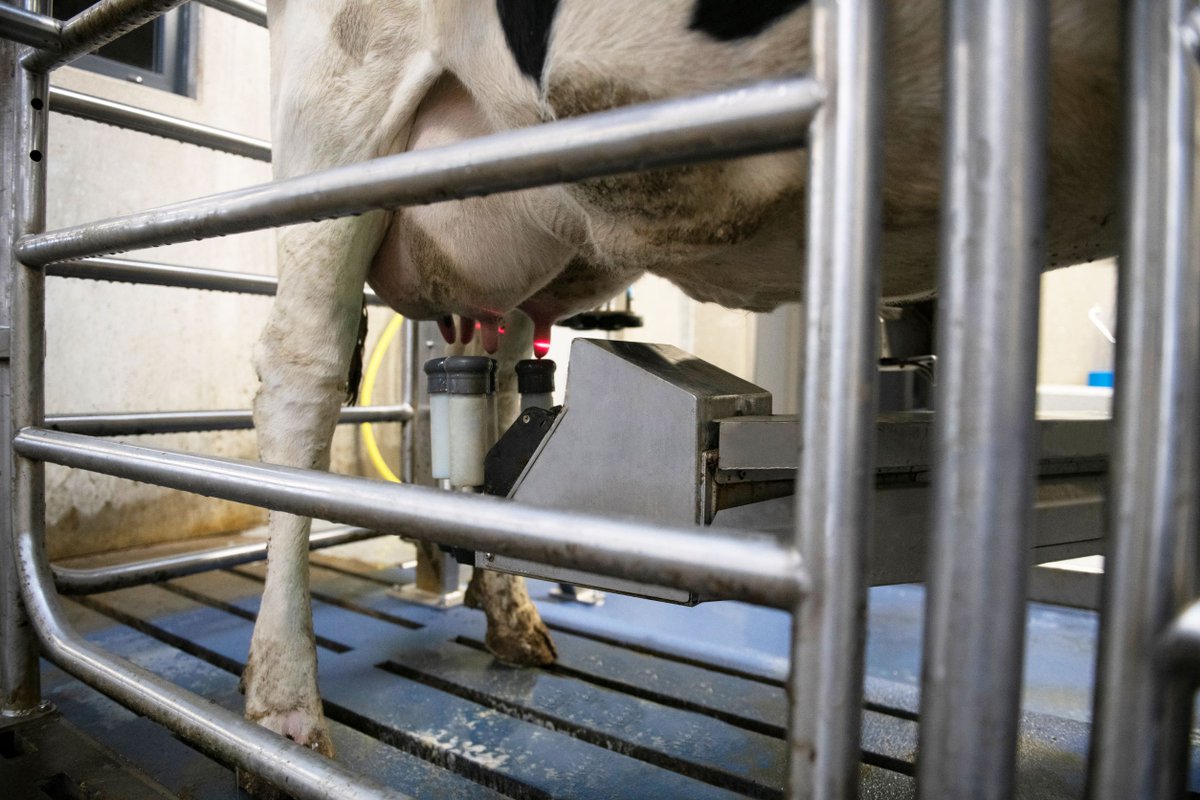 FullwoodPackoGr's tweet photo. M²erlin is the milking robot that offers: 
📈 high milk yields 
🐮 healthy cows 
💰 profitable business 
#milkingwithm2erlin

#farming365 #dairycows #roboticmilking 

https://t.co/Nmv0OdjTbu https://t.co/XHGqgaXg0x
