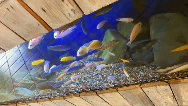 LiveFishDirect's tweet photo. #TuesdayTip Want to ensure that your #AfricanCichlids colors really shine? Place your lighting at the front of the tank and keep the lid clean. Your fish and your tank will both look better!

Photo: iStock/mtreasure https://t.co/gZiCBuUbJX
