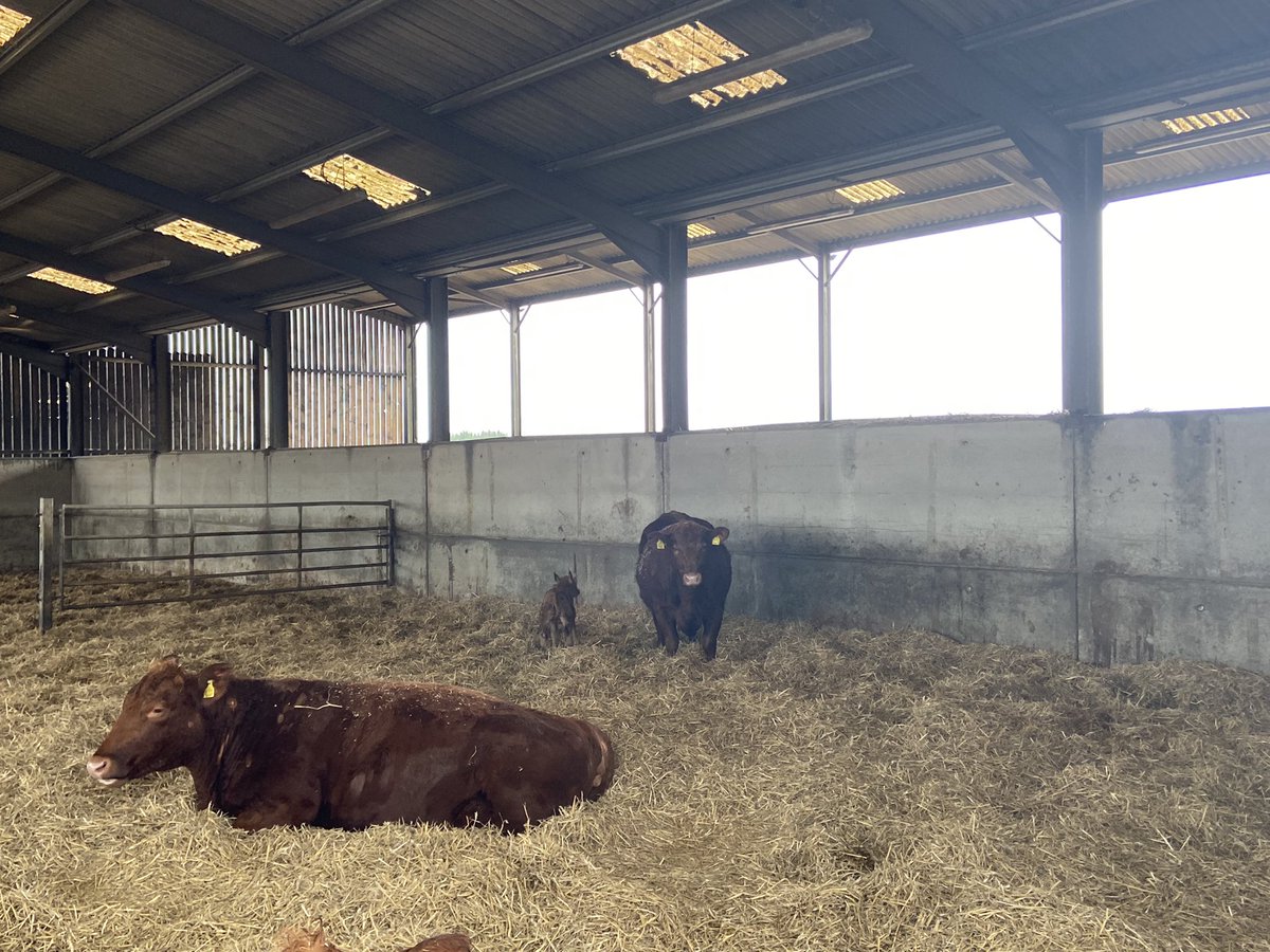 Great to see the start of the 2022 calving season. Another <a href="/StabiliserBeef/">Stabiliser Cattle Co</a> is born.