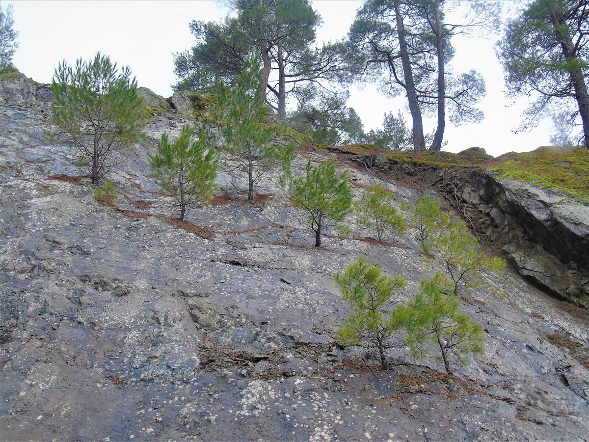 Orman Genel Müdürlüğü tweet media