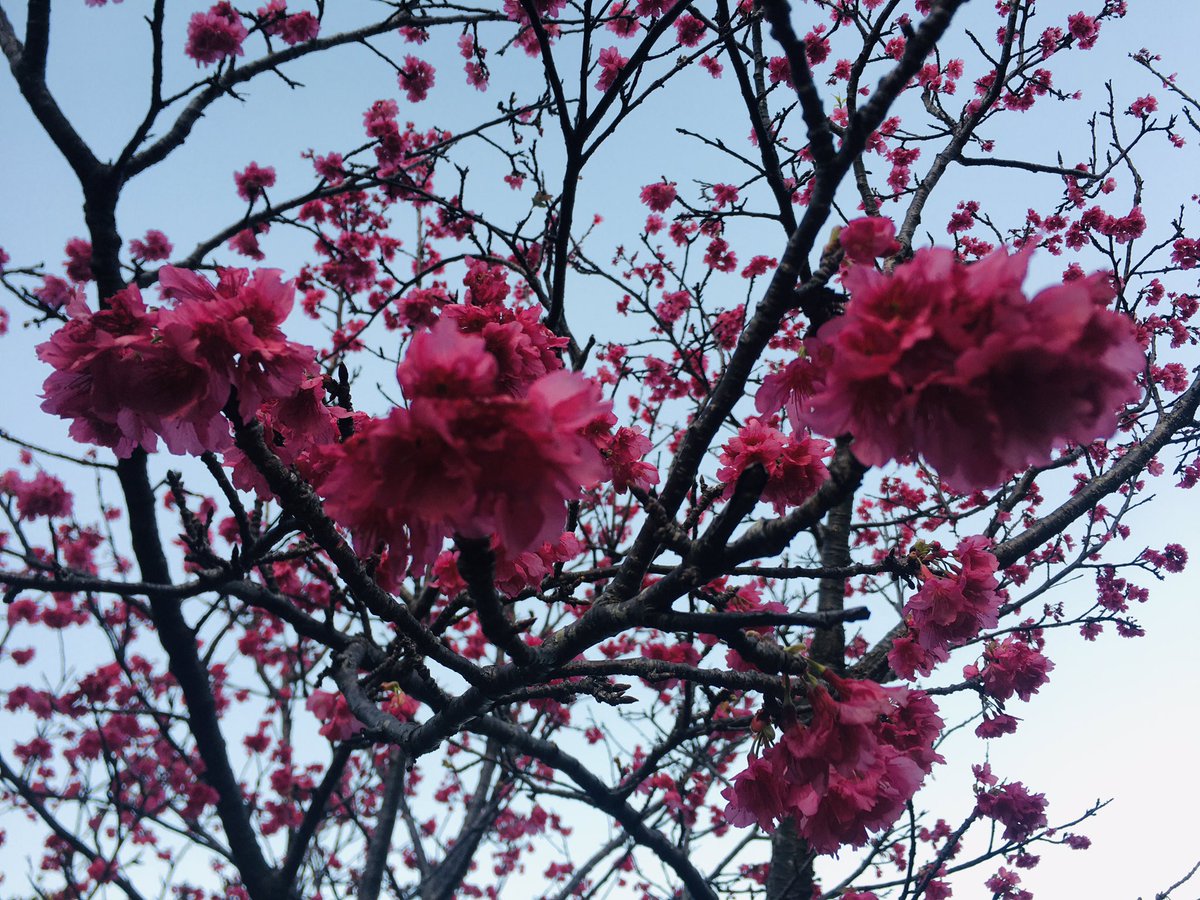 ツワブキ310 Ephraimutah63 Twitter