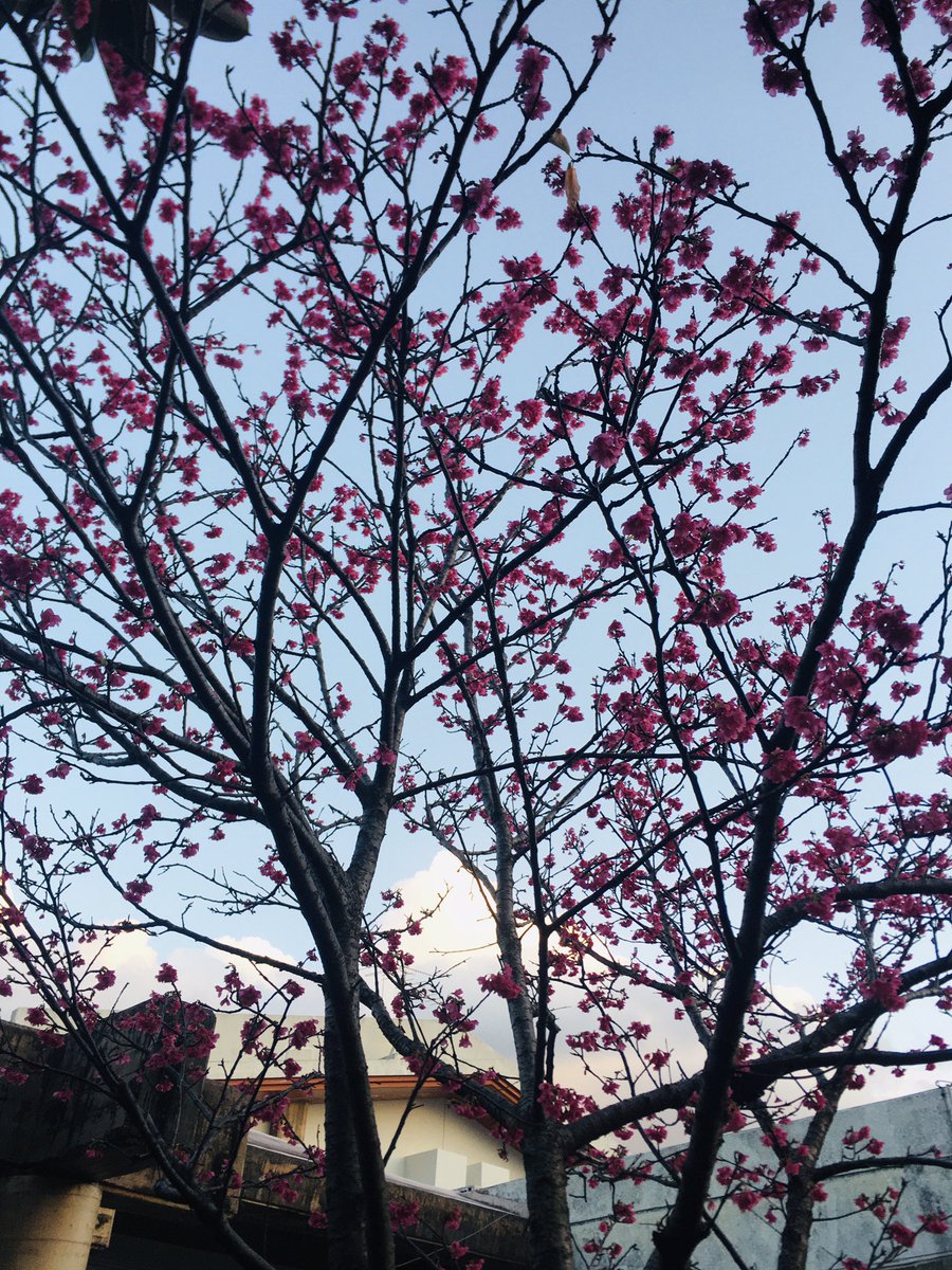 ツワブキ310 Ephraimutah63 Twitter