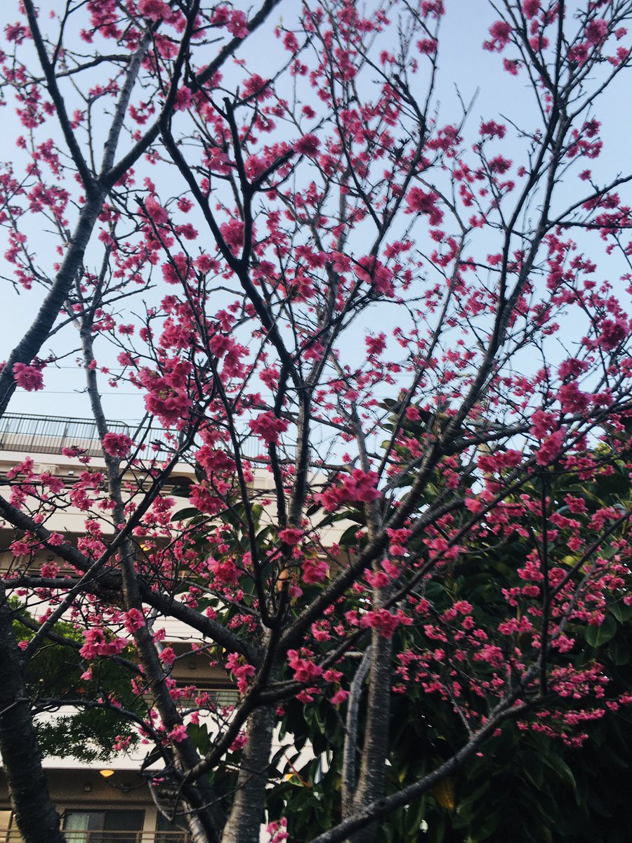 ツワブキ310 Ephraimutah63 Twitter