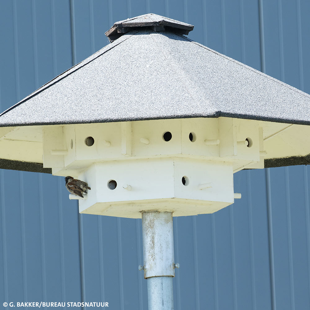 VivaraPro's tweet photo. Afgelopen week ontvingen wij van @stadsnatuur deze geweldige foto’s van een huismussentil bezet door huismussen. Het delen van deze kennis en beeldmateriaal is voor ons, voor ecologen en voor bevoegd gezag ontzettend belangrijk.
Meer op onze website https://t.co/JSTc9dp6CT https://t.co/s2QdmbJaJq