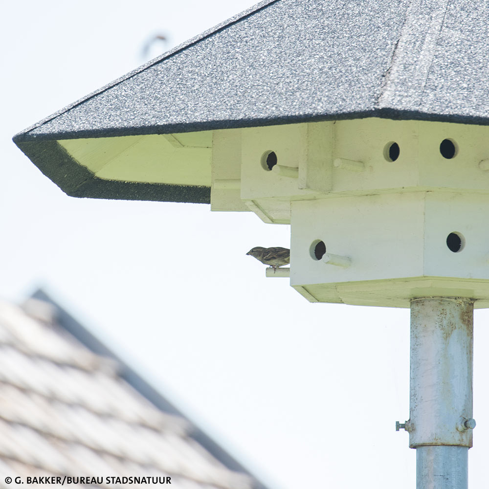 Afgelopen week ontvingen wij van <a href="/stadsnatuur/">𝗡𝗶𝗲𝗹𝘀 𝗱𝗲 𝗭𝘄𝗮𝗿𝘁𝗲</a> deze geweldige foto’s van een huismussentil bezet door huismussen. Het delen van deze kennis en beeldmateriaal is voor ons, voor ecologen en voor bevoegd gezag ontzettend belangrijk.
Meer op onze website vivarapro.nl/huismussen