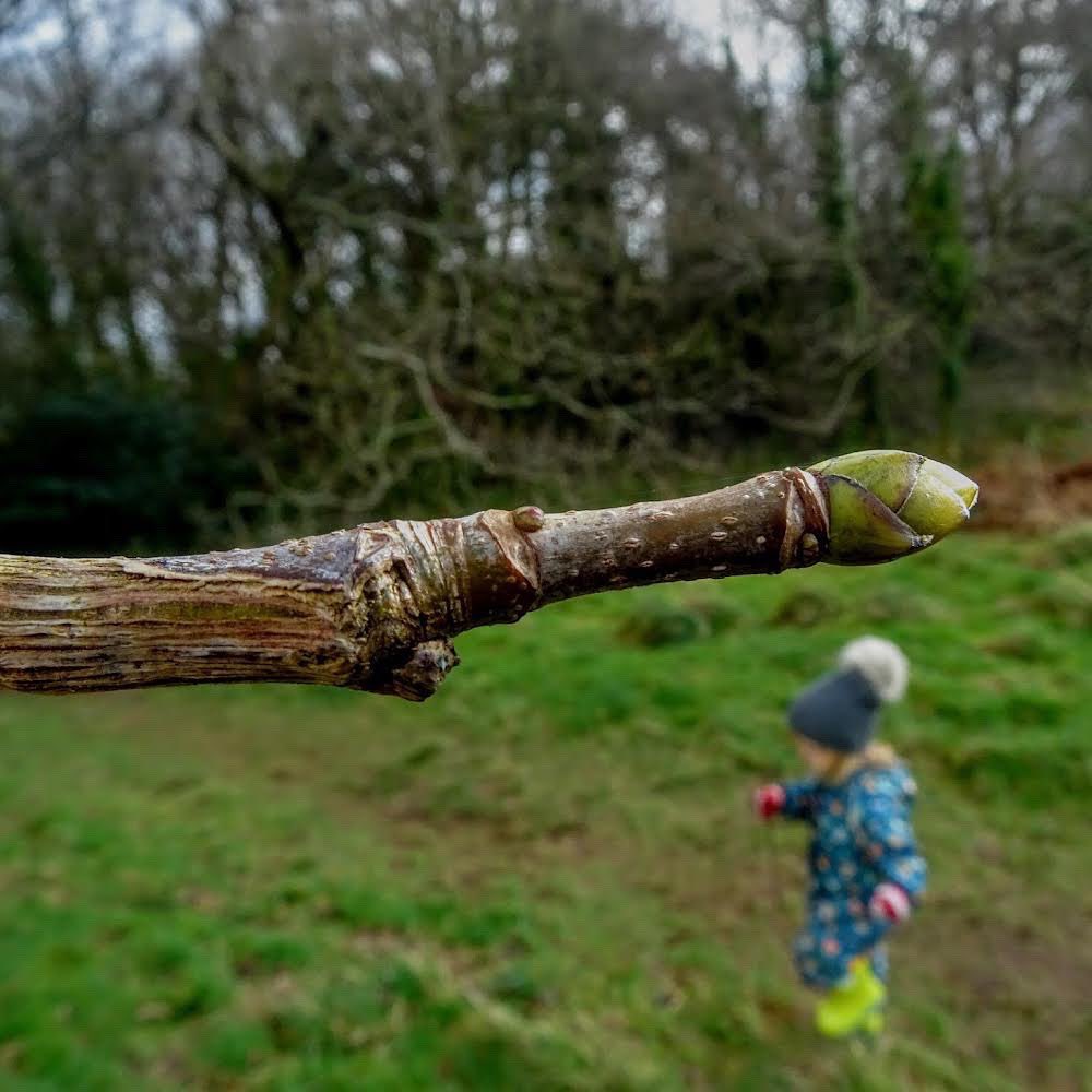 MudandBloom's tweet photo. Have you spotted any tree buds yet? 🌿
Do you know what tree this one is from?
In each of our boxes we include a seasonal nature spotting card and in our February box we include a tree bud spotter.
📷@ courtyard. kitchen.gardens (on Instagram)
#treebuds #nature #trees https://t.co/zfshAuFibQ