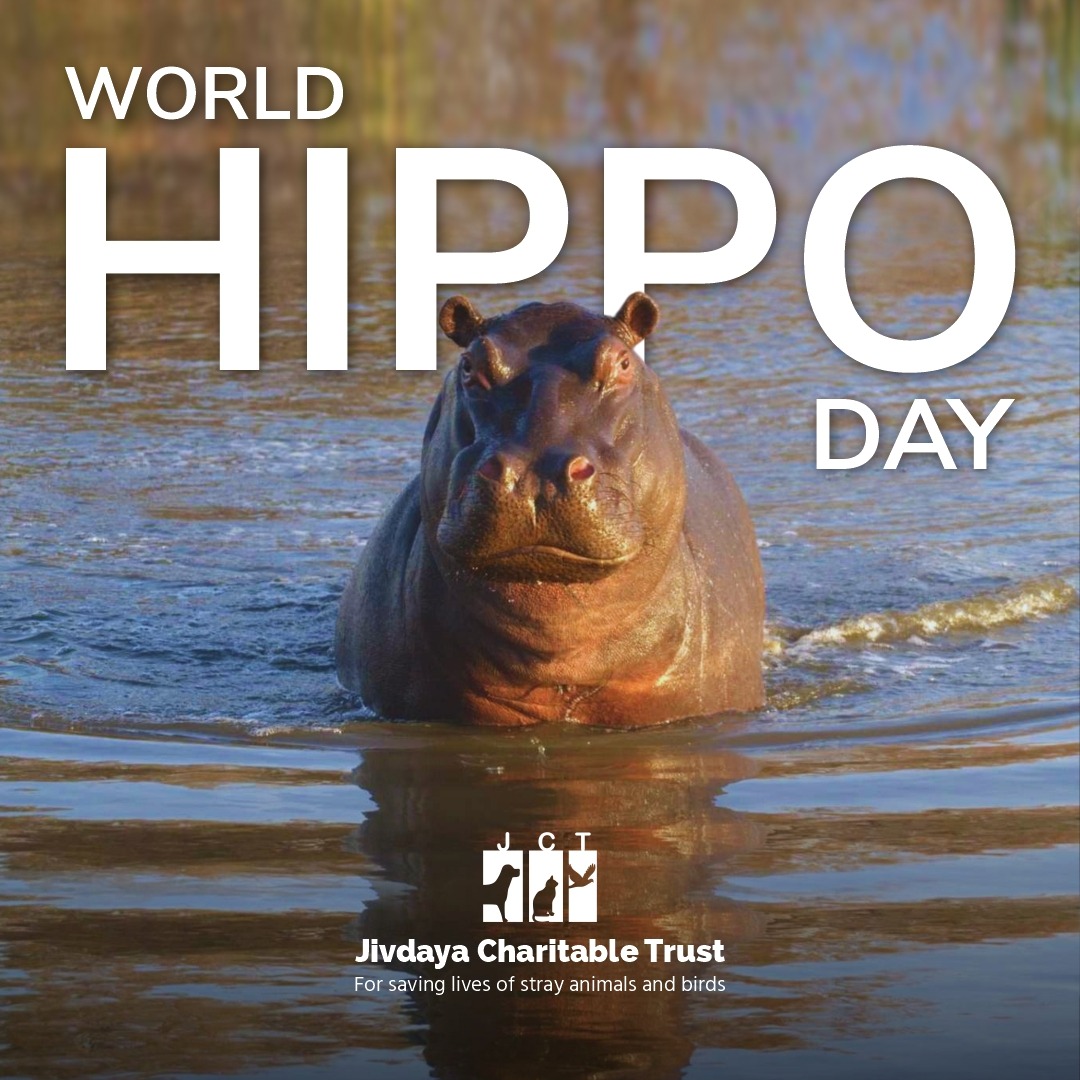 JivdayaTrust's tweet photo. Happy World Hippo Day...
Come, let's have them together 

#jct #jivdaya #jivdayacharitabletrust #worldhippoday #worldhippoday2022 #love #care #compassion #treatment  #freetreatmentforstrays #ngo #animalwelfare #animalwelfarengo #nonprofit #nonprofitngo #grant  #donation https://t.co/IQ1I6Bp1xX