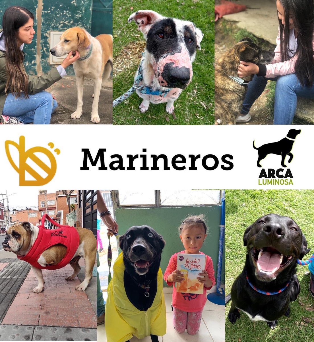 BUSCAMOS MARINEROS PARA EL ARCA 🚢💚 Rema con nosotros y ayúdanos a transformar la realidad de los animales callejeros en Colombia 🇨🇴 Conviértete en donante mensual y elige la causa que quieres apoyar entre; collares, rescates, esterilizaciones y educación 🐶🐱