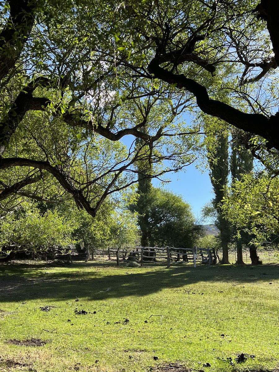 cfschaer's tweet photo. acabamos de restaurar en la veranada un puesto de adobe que tiene más de 80 años, revitalizando y preservando técnicas de la construcción autóctona con un albañil local y material 💯 % biodegradable -
#CasadeAdobe #merino #sustentabilidad #economiacircular
#lana #wool #Patagonia https://t.co/48L1LAKfUa
