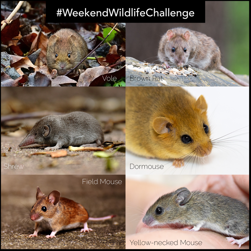 wildlifeaid's tweet photo. This week is all about #rodents! They are a little bit like marmite, some people love them and some people hate them. At WAF we never discriminate against any species; we're lovers all the way!
Post your rodent pics in the comments, below, for the #weekendwildlifechallenge. https://t.co/mIFNmEyRrS
