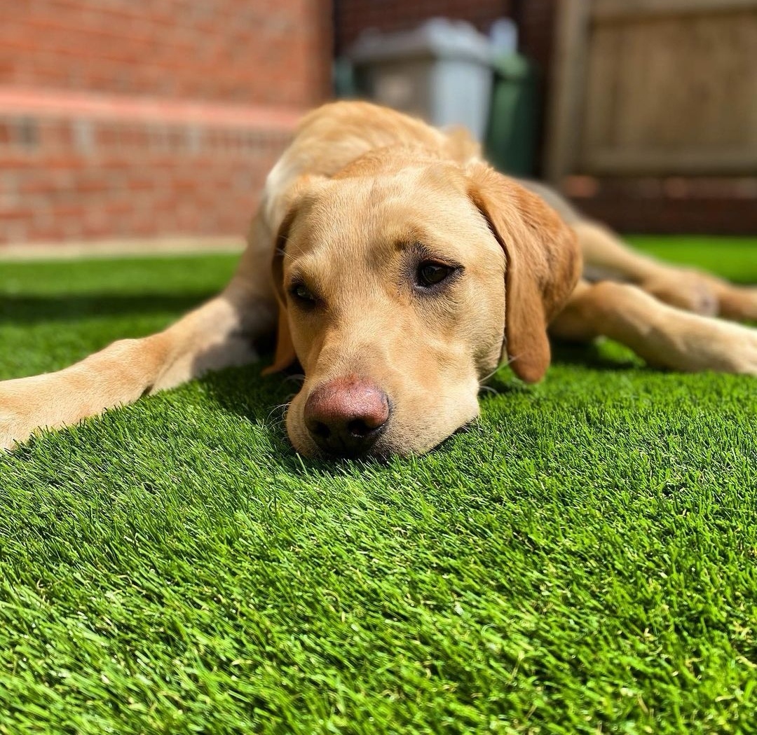 Shitlawns's tweet photo. When your Dogs are depressed with having a plastic lawn you know its time to have a word with yourself.

#PetitionTime #SignItForTheDogs https://t.co/mG780gRk30 https://t.co/SgbOBlAa8W