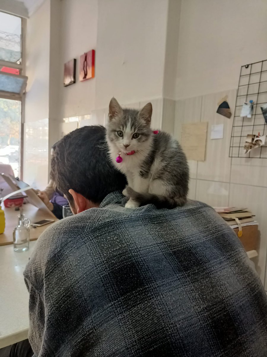 Ensemde kedi olmadan resim çizemiyorum ne yapayım 😄