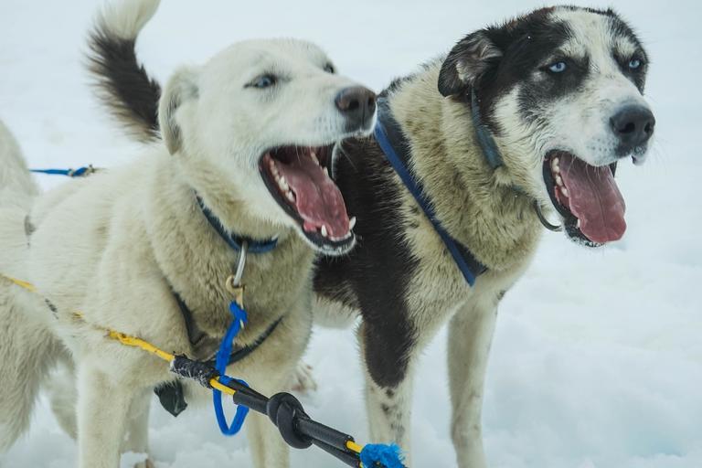 dog_life1's tweet photo. Time for Alaska dog
#alaska
#alaskadog https://t.co/ot3MLpEHMH