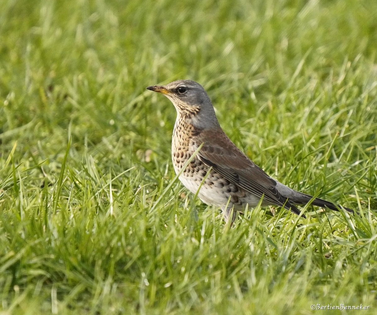 #Kramsvogel 15-2-2022 gemeente Losser.