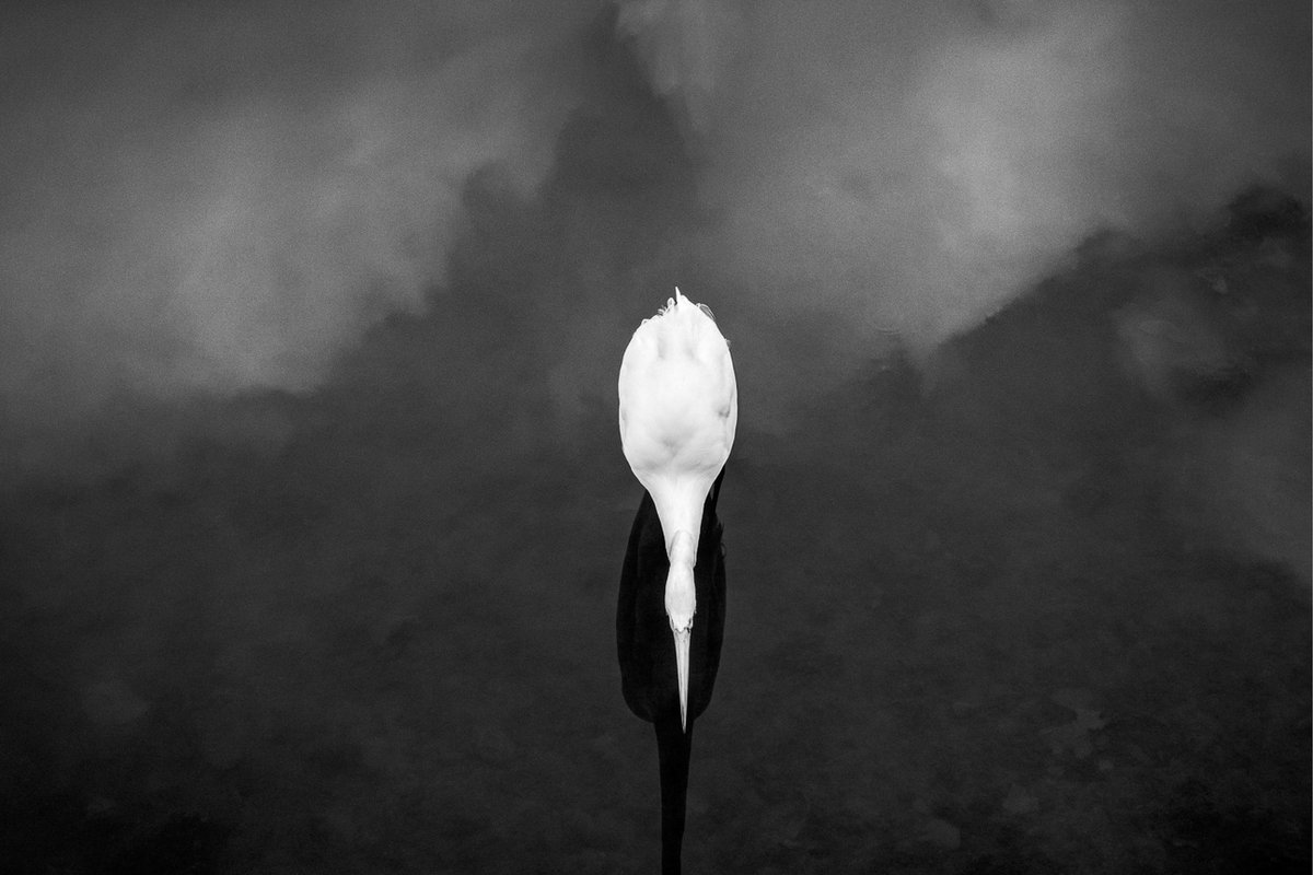 PhotoPlaceVT's tweet photo. Congratulations to Thomas Winz on receiving Honorable Mention for their image "The Hunt"
from the exhibit The Magic Of Light. To view all the selected images please follow the link.
https://t.co/g10JZxuvEV
#themagicoflight #photoplacegallery #fineartphotography #bwphoto https://t.co/lYu57hZBpO