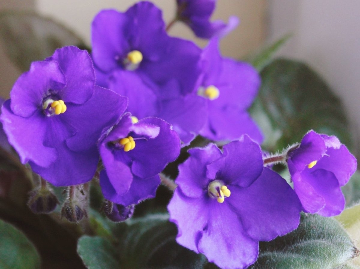 チョコ S Tweet おはチョコです 2月16日 水 今日の誕生花は セントポーリア 花言葉 小さな愛 親しみ深い 深窓の美女 折り返しの水曜日 今日も素敵な時間を おは戦fs Tlを