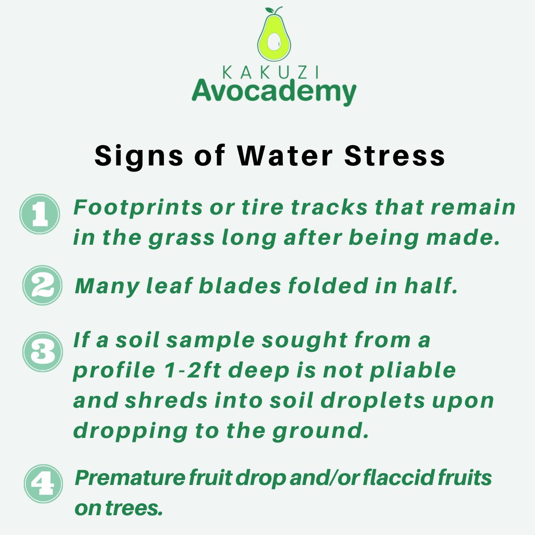 Kakuzi Academy tweet media