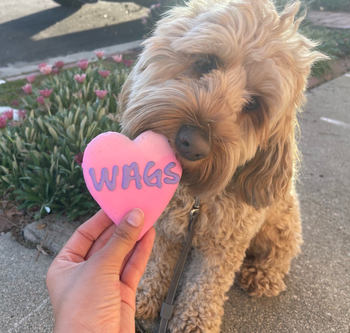 💓WAGS💓
