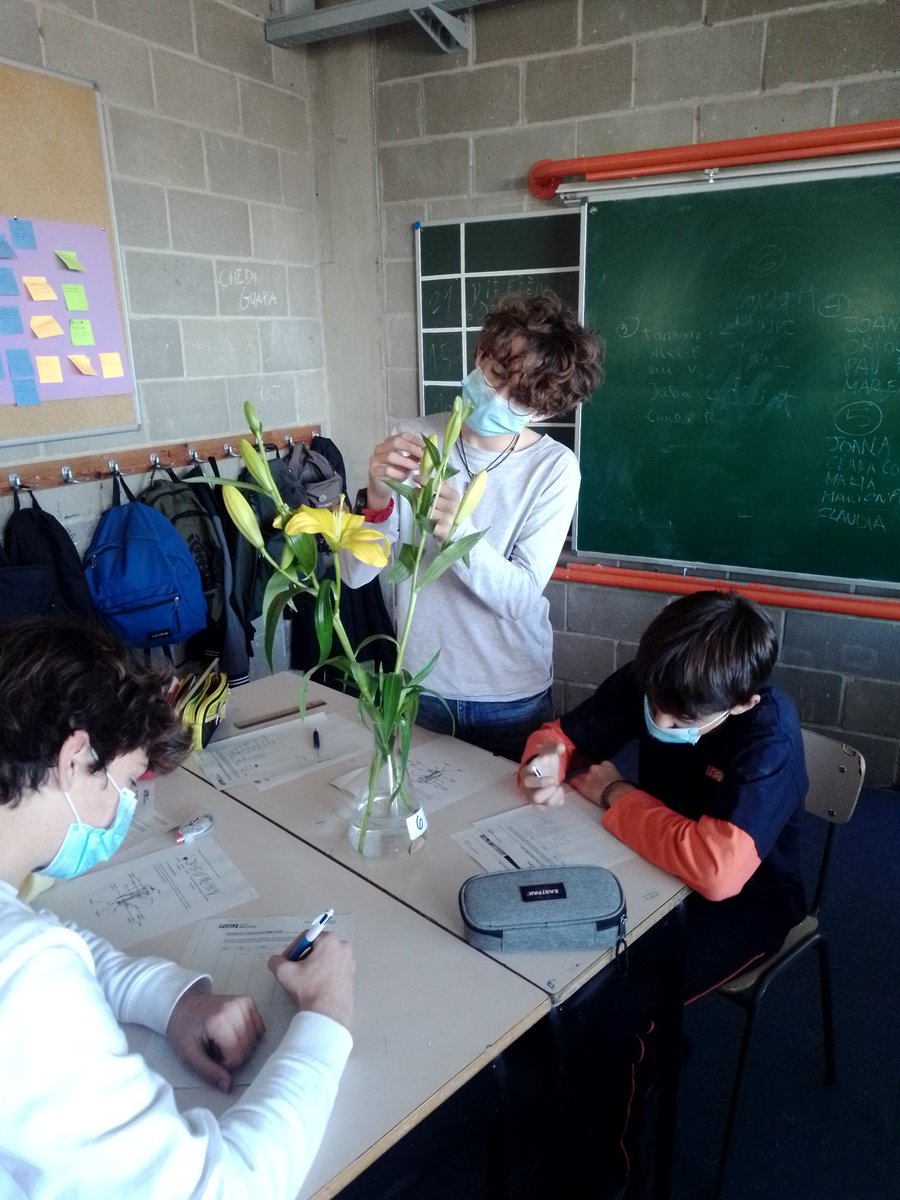 thaubarcelona's tweet photo. #2nEsoThauBcn observem amb atenció per descriure i fer una il.lustració científica d' un Lilium. 
Observar per conèixer, conèixer per estimar. https://t.co/W38MN1JOku