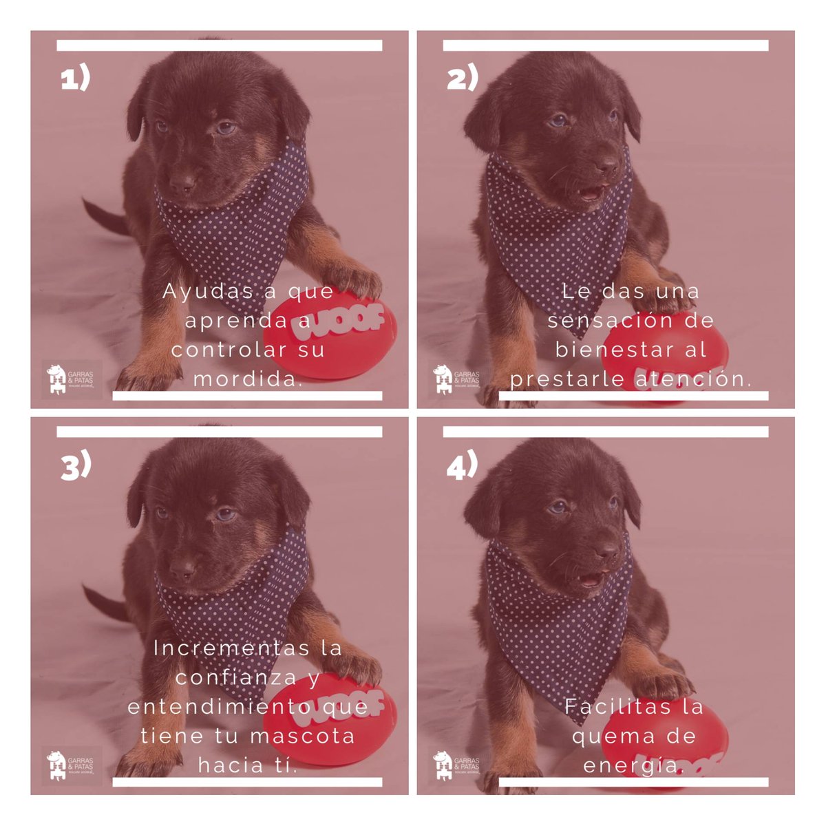 F_GarrasyPatas's tweet photo. ¿Sabías que es muy beneficioso jugar con tu mascota? Te dejamos #8Razones para que empieces hoy mismo. No necesitas dedicar horas; solamente un ratito al día (además de los paseos diarios, claro).
#TenenciaResponsableGyP #CuidaATuMascota https://t.co/OJbViyJnUQ