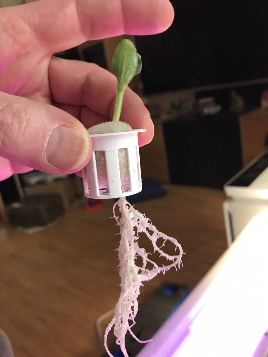 Werner_Mo's tweet photo. Nach nur einer Woche in #Perlit gekeimt ist die erste #Zuccini groß genug zum Umsetzen in 1“ Hydroponik-System #Selbstversorgung https://t.co/9UKabiSUvO