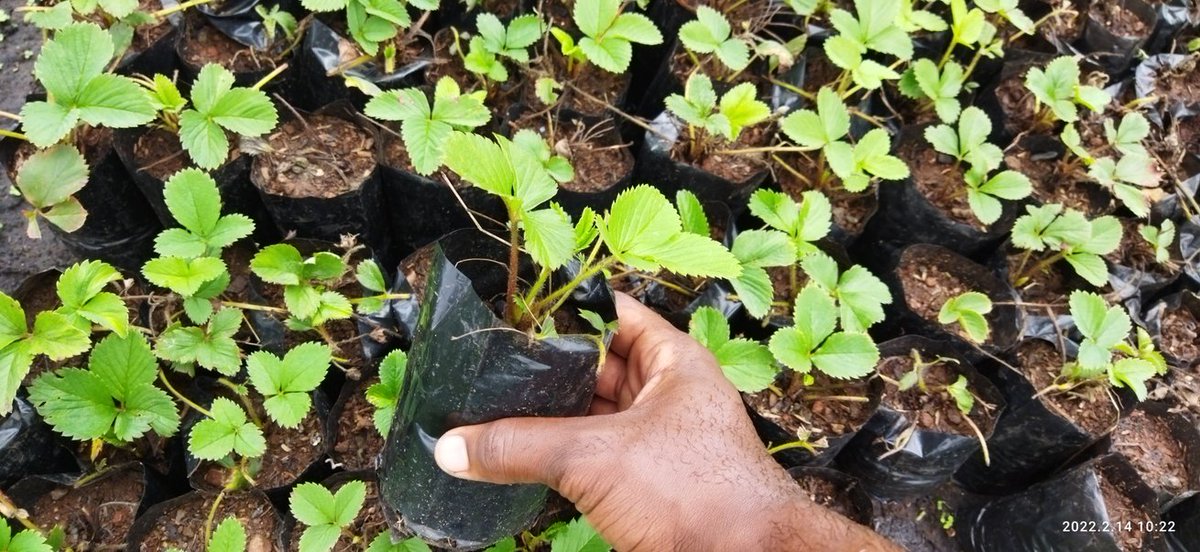 Reliable seed is key to a good harvest