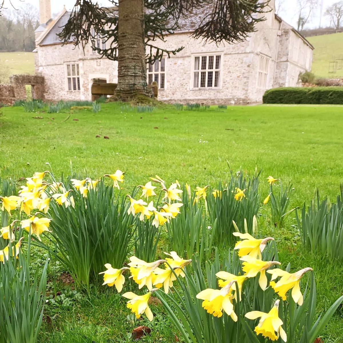 Our daffodils are looking cheerful on this February morning. The first of many beautiful flowers to come this spring. Book your stay with us to enjoy over 2 acres of beautiful, private gardens.
widworthybarton.co.uk
.
#daffodils #spring #springflowers #garden #gardens #holiday