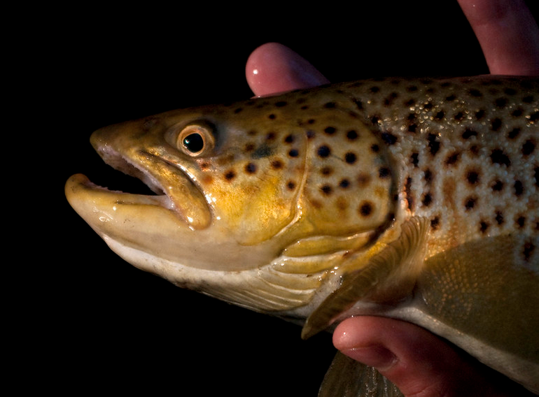 joacim_naslund's tweet photo. We have a PhD position available! Come to @SLU_aqua and work with brown trout from the perspective of climate change, disease and dams. Advisor: Anti Vasemägi (https://t.co/MnSpiXd50W); co-advisors: @serena_donadi  &amp; me! Application: https://t.co/rdu4lhnWWR Please RT. #FishSci https://t.co/atKWwCyAOM