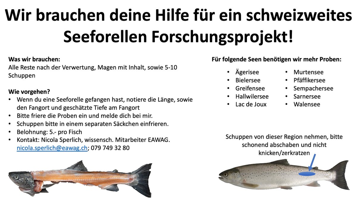 EawagResearch's tweet photo. Bist du Seeforellenfischer/in und hast Lust ein schweizweites Forschungsprojekt der @EawagResearch zu unterstützen? Dann freuen wir uns über deine Mithilfe, um Proben von #Seeforelle¦n aus verschiedenen Seen zu erhalten. Mehr Infos unter https://t.co/NhLeQAabIK @Fischerei_FIBER https://t.co/aO4ypbJvHK