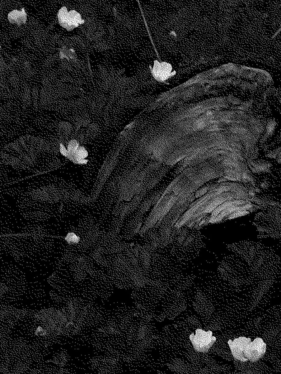 sofiaen_'s tweet photo. There are still two pieces left from my first collection "Paisajes" on @exchgART 🌿  

Paisaje 1 &amp; Paisaje 3
1/1 - 1 $SOL

https://t.co/OAbysbDlYx

#NFTcommunity #Solana #NFTphotographers #CleanNFTs #SolanaNFTs  #photography https://t.co/p7N0PC6o1A