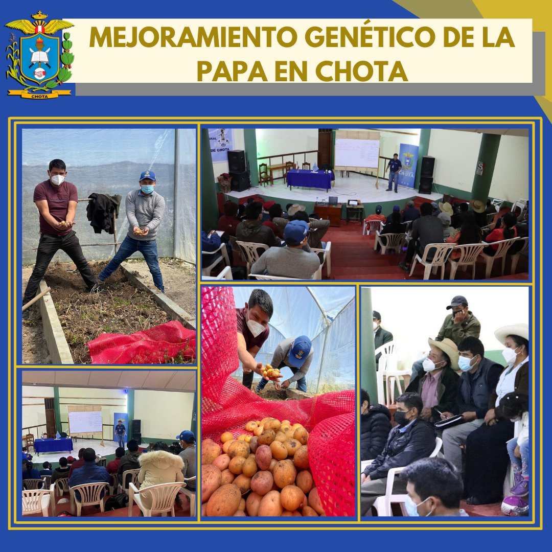 La Municipalidad Provincial de Chota, a través de la Gerencia de Desarrollo Económico, realizó una Capacitación a productores de papa de los caseríos de la provincia de Chota, en temas de: Semilla pre básica, básica y básica 1.