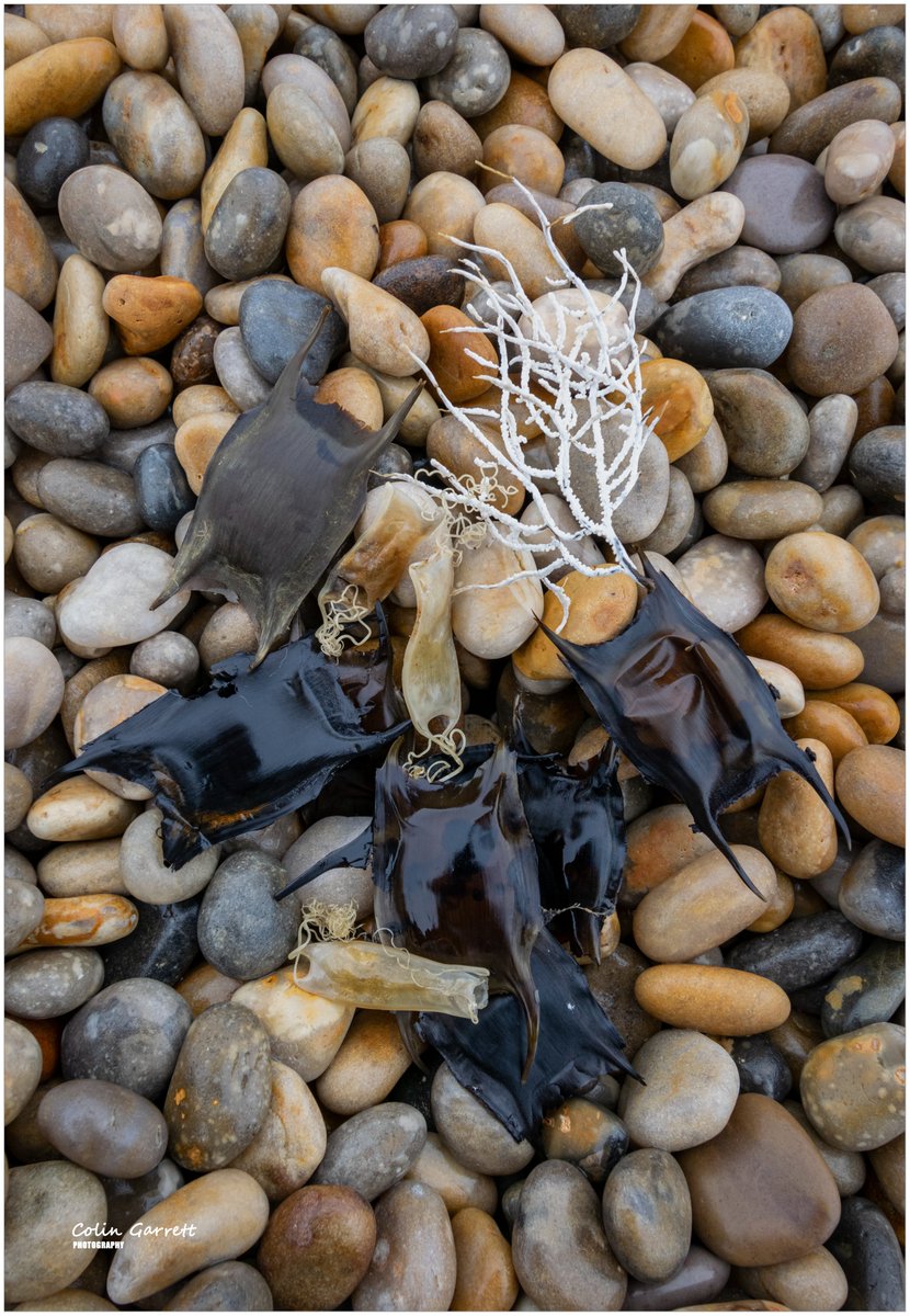 Colin Garrett tweet media