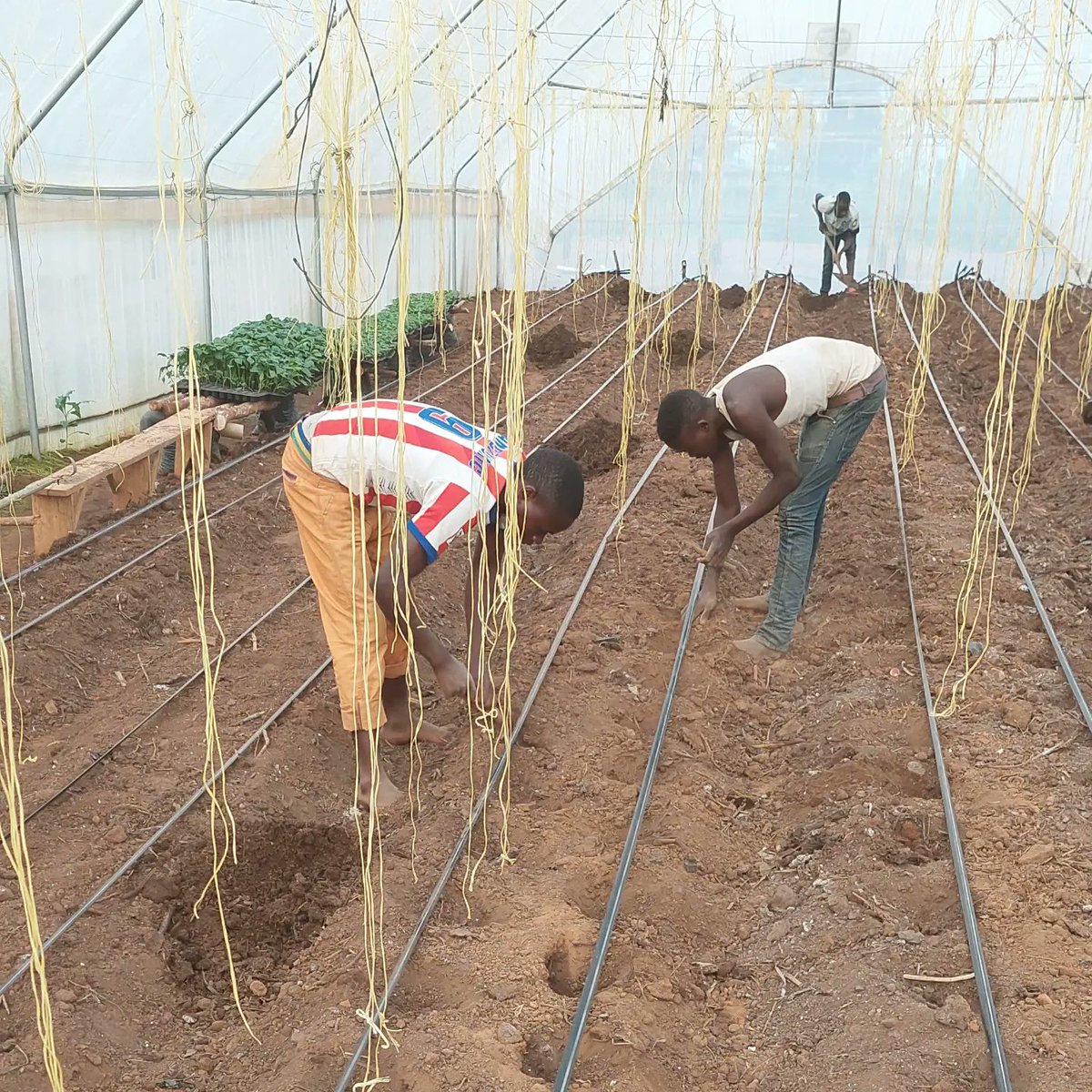 AmaremboFarm's tweet photo. It's 2022 and @AmaremboFarm needs all the attention in the world. We are transplanting new sweet peppers into our greenhouses and we are building new greenhouses as well. So plenty of work to do https://t.co/V1HEGWkh3S