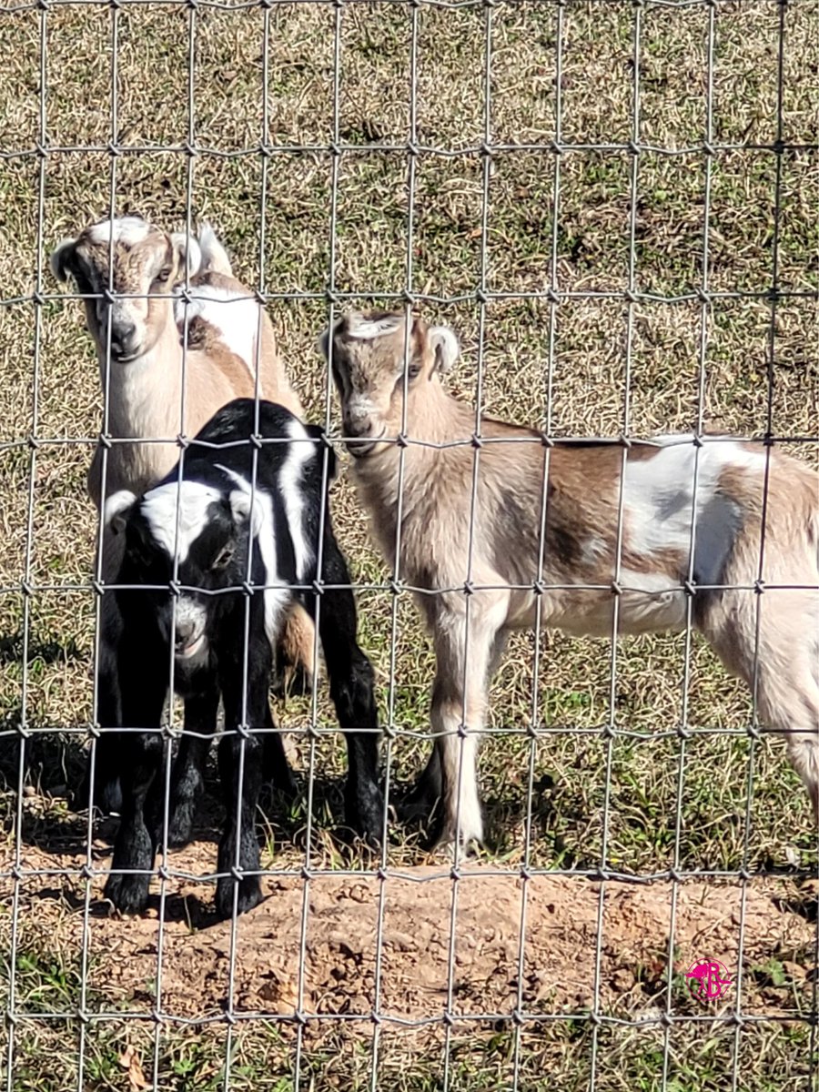 RootlessDestin1's tweet photo. What's cuter than a baby goat? NOTHING! Except a baby goat in pajamas! ;)
#babygoats #goats #babygoat #ilovegoats #subscribeonyoutube #rootlessdestinations https://t.co/g1ogVF0JzQ
