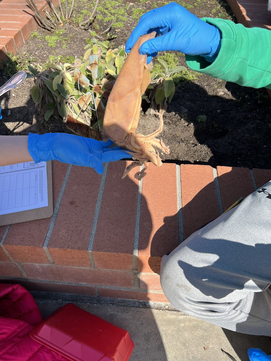 StaceyD3153's tweet photo. Squid dissection in Ms. Brubaker’s class! Love science! @HarborViewES https://t.co/FkInDhitan