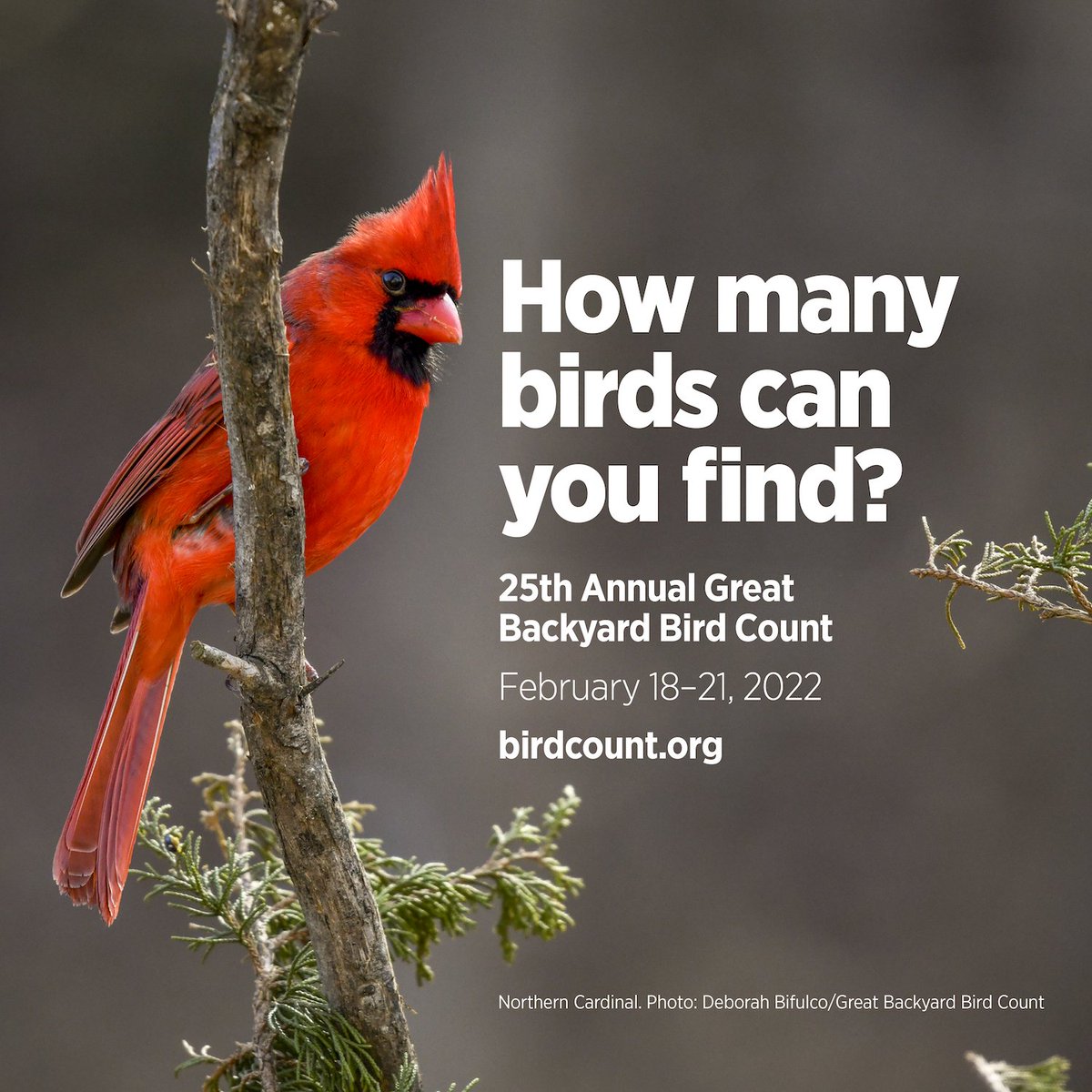 BirdsCanada's tweet photo. The Great Backyard Bird Count starts this Friday! Count the birds in your neighbourhood for 15 min. or more from Feb. 18-21 &amp; submit your data. How many birds can you find? 
Learn more: https://t.co/gYm8MdpMCD https://t.co/dSxkb4R3bZ