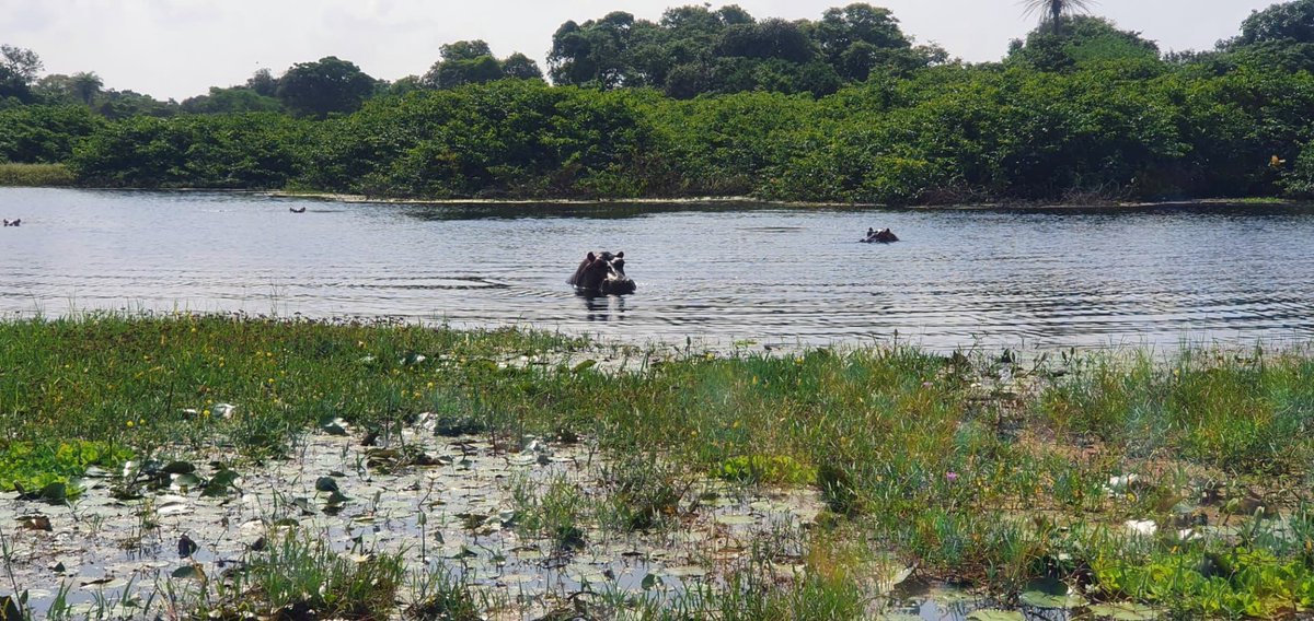 Hippos in #GuineaBissau are one of the few living in salt water and some of the country's protected areas are a home for them. The focus on #sustainabletourism and the conservation of #ecosystems in the National #BlueEconomy Strategy that we are developing is key! #WorldHippoDay