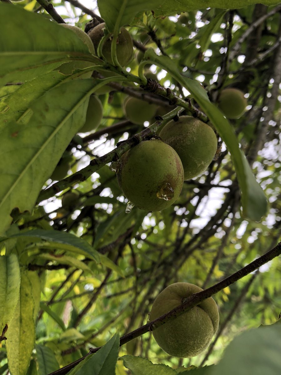 Day 1 on St Helena - WiFi up and running to share these glorious photos of the gardens around our accommodation and already evidence of pests laying eggs in the fruit of a peach tree 🍑