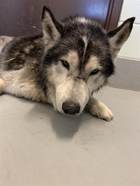 🆘SAM needs HELP
#A344312
Siberian HUSKY
Age 4 - he’s chipped but no owner found😭
INJURED - reluctant to walk, clearly in pain❤️‍🩹
❌Needs out of #CorpusChristi ACS #TX 4PM 2/16❌
501c3
🆘NEEDS 501c3 to RESCUE SAM
HE’s MEDICAL RELEASE ONLY
Please HELP #pledge towards medical care