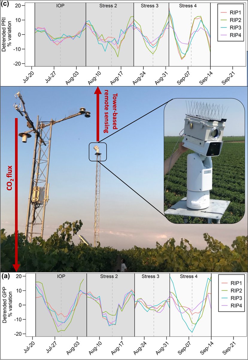 Troy Magney (@troymagney) on Twitter photo New🍇science from <a href="/ChrisYSWong/">Chris Wong</a>! how tower remote sensing data can track short-term vineyard stress & recovery for irrigation mgmt in grapes
<a href="/USDA_ARS/">Agricultural Research Service</a> GRAPEX special issue. w/ @nebambach @TomBuckleyLab <a href="/atmosjones/">Taylor Jones</a> et al.
link.springer.com/article/10.100… New🍇science from <a href="/ChrisYSWong/">Chris Wong</a>! how tower remote sensing data can track short-term vineyard stress & recovery for irrigation mgmt in grapes
<a href="/USDA_ARS/">Agricultural Research Service</a> GRAPEX special issue. w/ @nebambach @TomBuckleyLab <a href="/atmosjones/">Taylor Jones</a> et al.
link.springer.com/article/10.100…