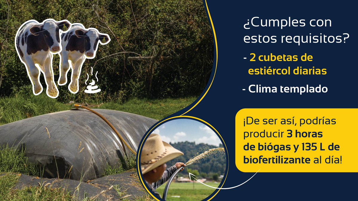 Si vives en un clima templado y tus vacas producen mínimo 2 cubetas de estiércol, podrías producir hasta 3 horas de biogás y 135 litros de biofertilizante al día. #CreandoValorDelDesecho #