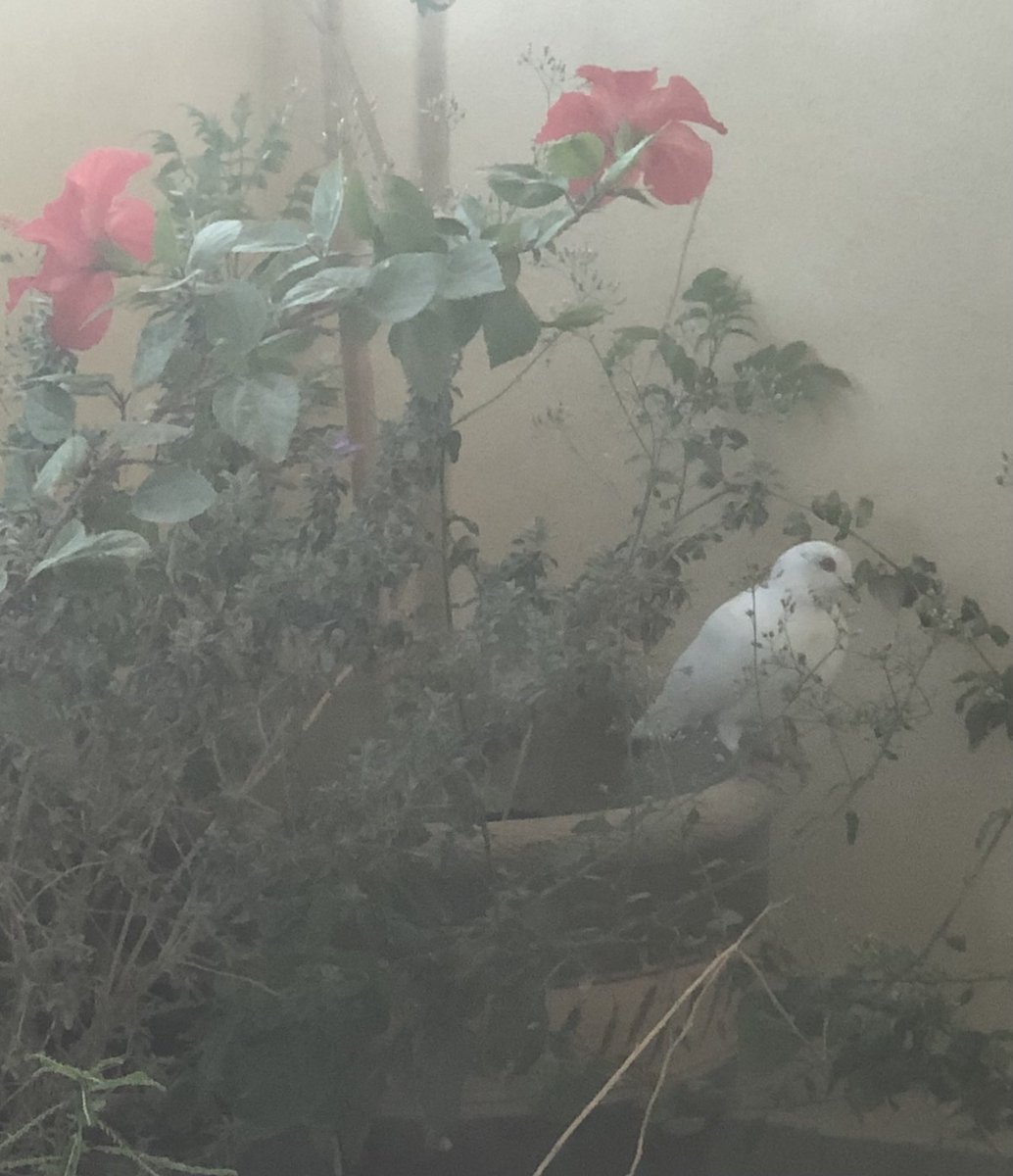 beingpragmaatic's tweet photo. This is the mom. White Dove… ‘messenger of peace’ guarding her eggs 💕 https://t.co/OjWYsW3Wsy