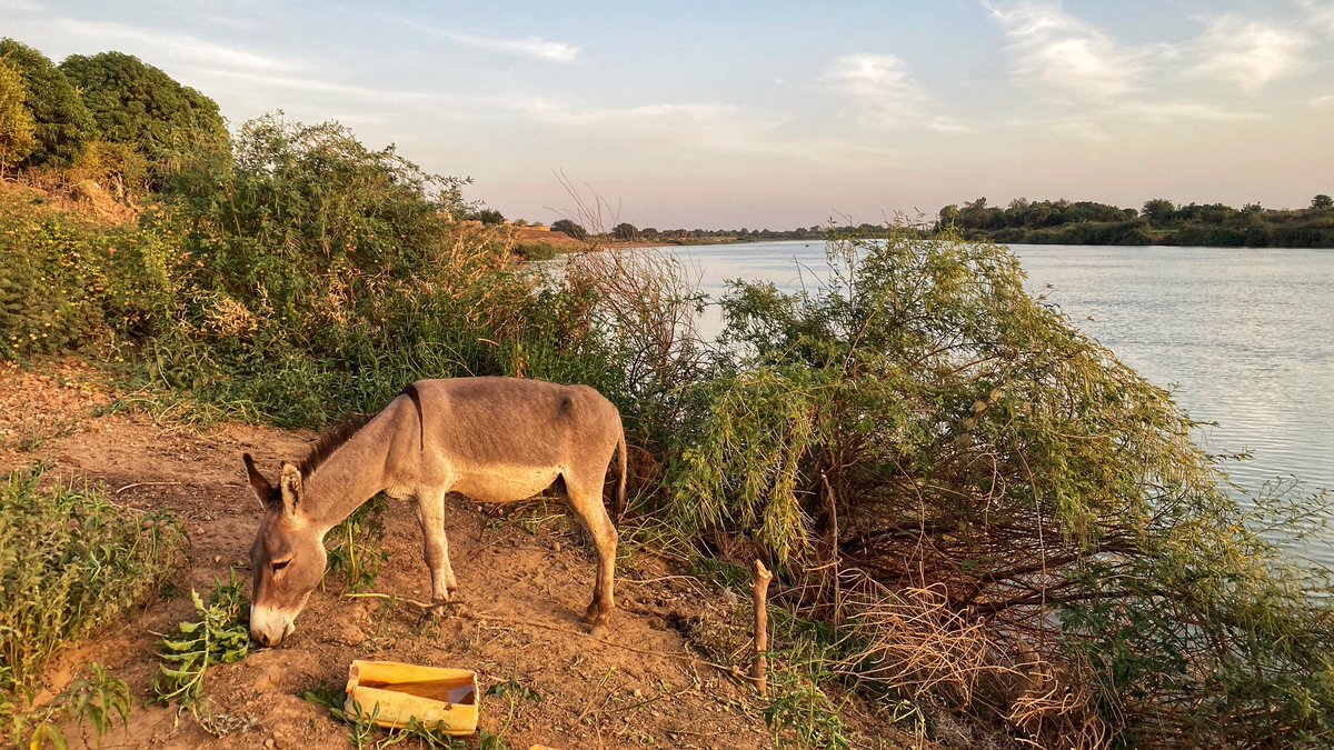 JCourtright08's tweet image. Spent a fantastic few days in Bogué/Boghe … already looking forward to my next visit!

Jaraama no fewii!

#Mauritania #Mauritanie