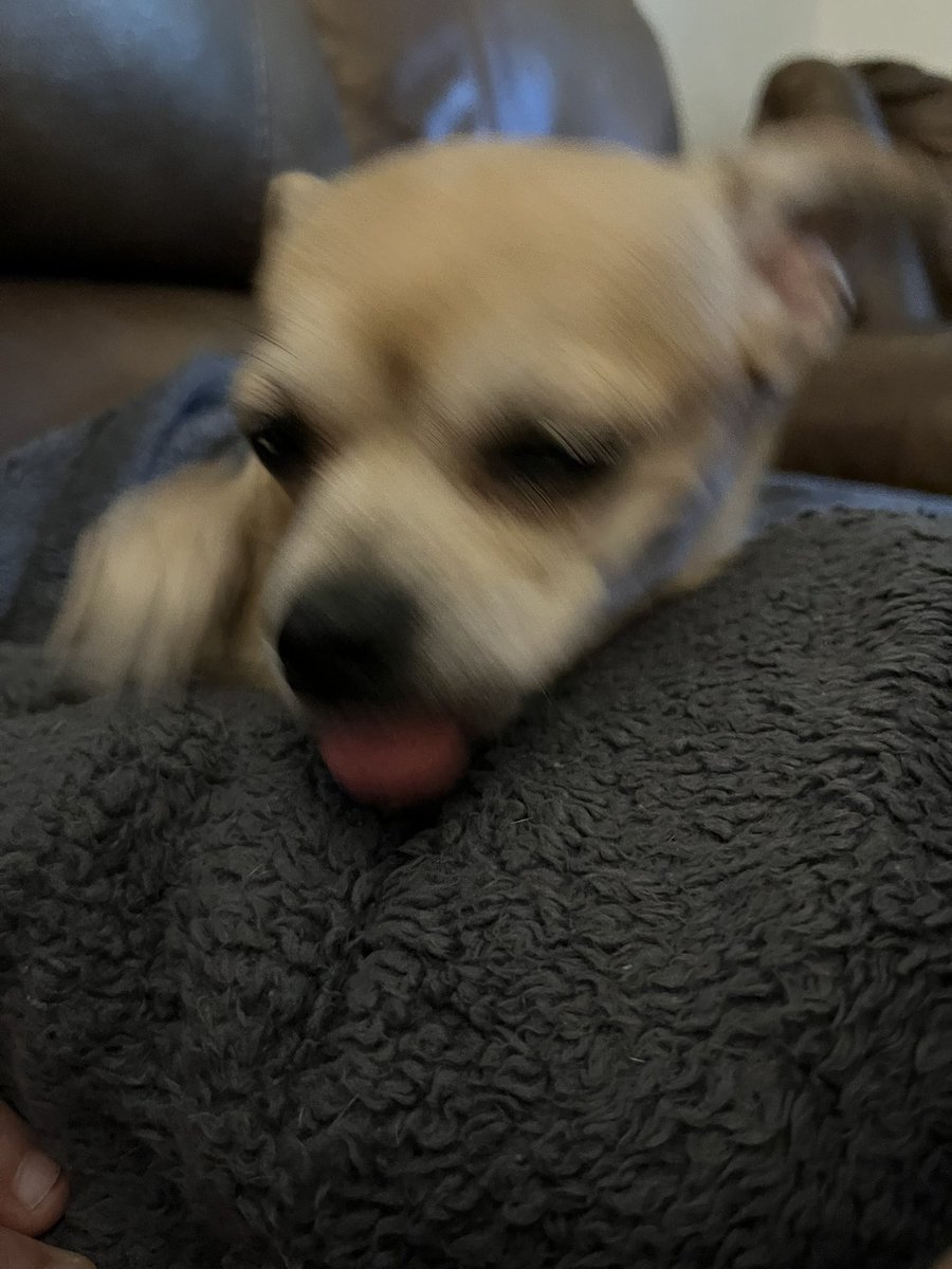 BeccaBaltz's tweet photo. She takes the whole #TongueOutTuesday thing way too seriously 💜 #DogsOfMPC https://t.co/eECvCLq3JK