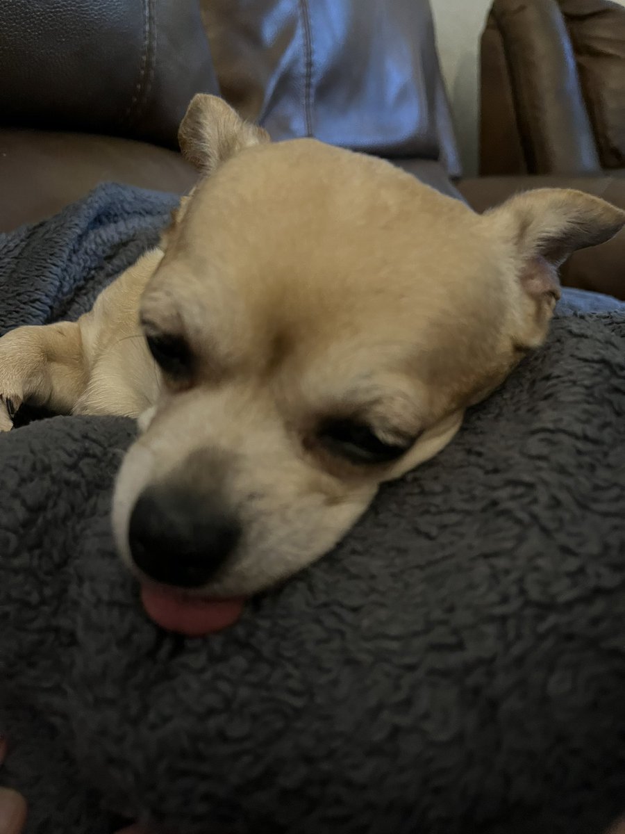 BeccaBaltz's tweet photo. She takes the whole #TongueOutTuesday thing way too seriously 💜 #DogsOfMPC https://t.co/eECvCLq3JK