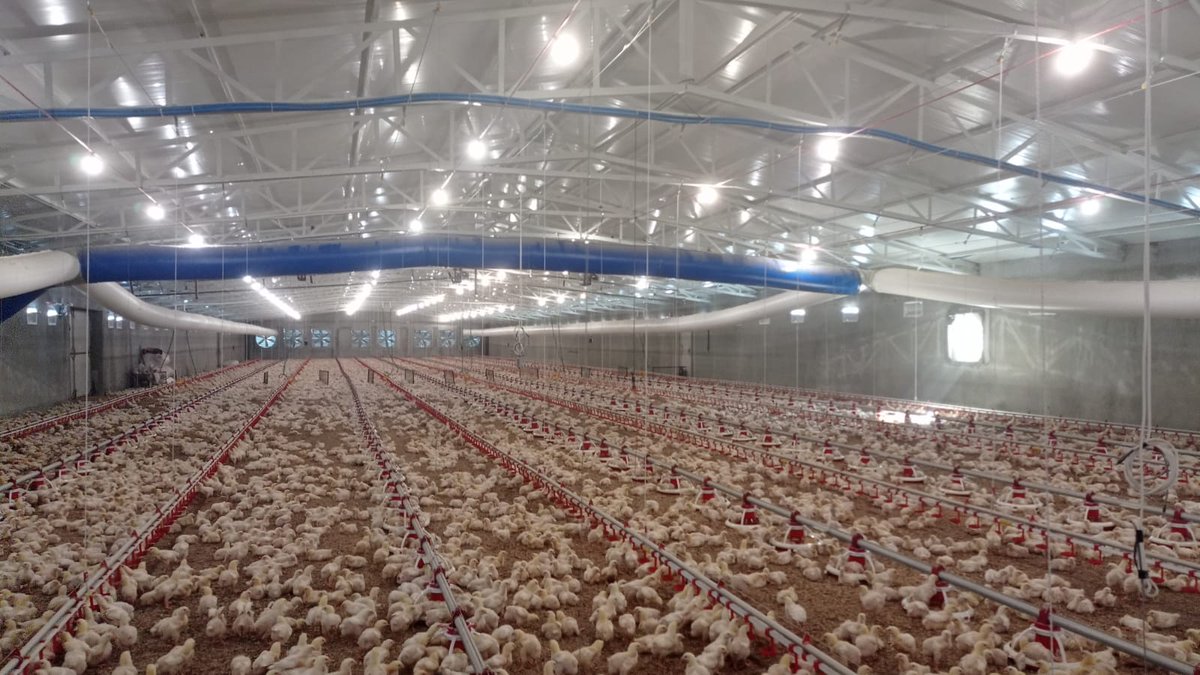 datom_dav's tweet photo. Aux entrepreneurs , politiciens etc.. Matériel Avicole disponible pour la production de 10.000 à 20.000 poules  qui seront consomment localement ou exporter contribuant ainsi au développement de  notre pays .  
Info: davidtombo@gmail.com 
#RDC @leParrainRDC @benjimk @JPBodjoko https://t.co/2y4EmTuvTN