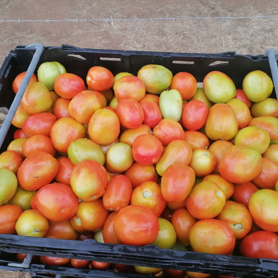 ModibeMotloutsi's tweet photo. 🍅🍅Modibe fresh produce 🍅🍅
🍅🍅Quality is our concern ✌️ https://t.co/xqevLuAZwv