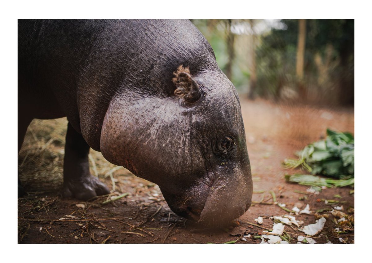 #WorldHippoDay #PygmyHippo #SierraLeone
en.m.wikipedia.org/wiki/Choeropsi…
📷Gathigia Kinyua CC BY-SA 4.0